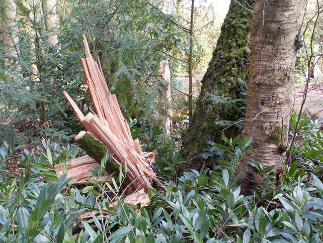 abgebrochener Baum